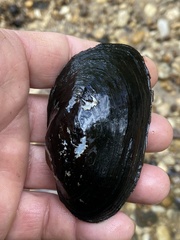 Pseudodontoideus subvexus