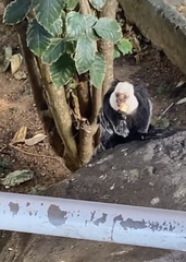 Callithrix geoffroyi