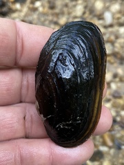 Pseudodontoideus subvexus