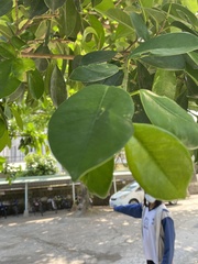 Ficus microcarpa