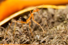 Leptomyrmex pallens