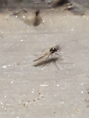Chironomidae
