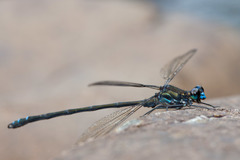 Caledopteryx sarasini