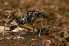 Camponotus hoplites