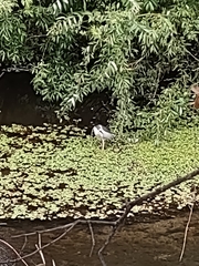 Nycticorax nycticorax
