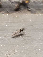 Chironomidae