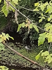 Nycticorax nycticorax