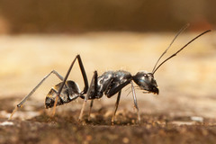 Camponotus hoplites