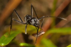 Camponotus hoplites