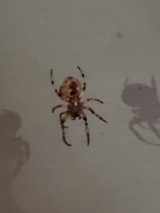 Larinioides cornutus