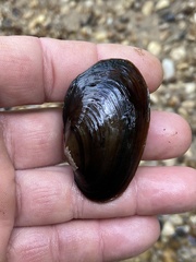 Pseudodontoideus subvexus