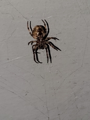 Larinioides cornutus