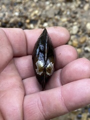 Pseudodontoideus subvexus