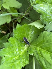 Ectrychotes andreae
