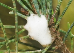 Clastoptera undulata