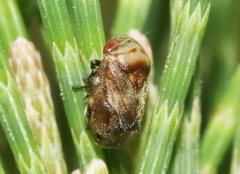 Clastoptera undulata