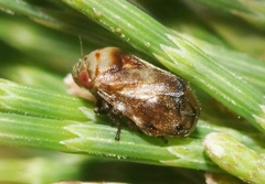 Clastoptera undulata
