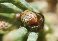 Clastoptera undulata