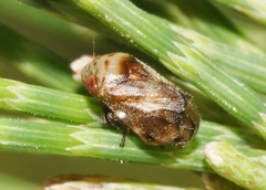 Clastoptera undulata