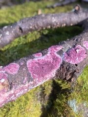 Byssomerulius psittacinus