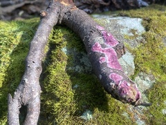 Byssomerulius psittacinus