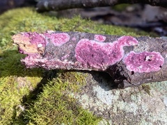 Byssomerulius psittacinus