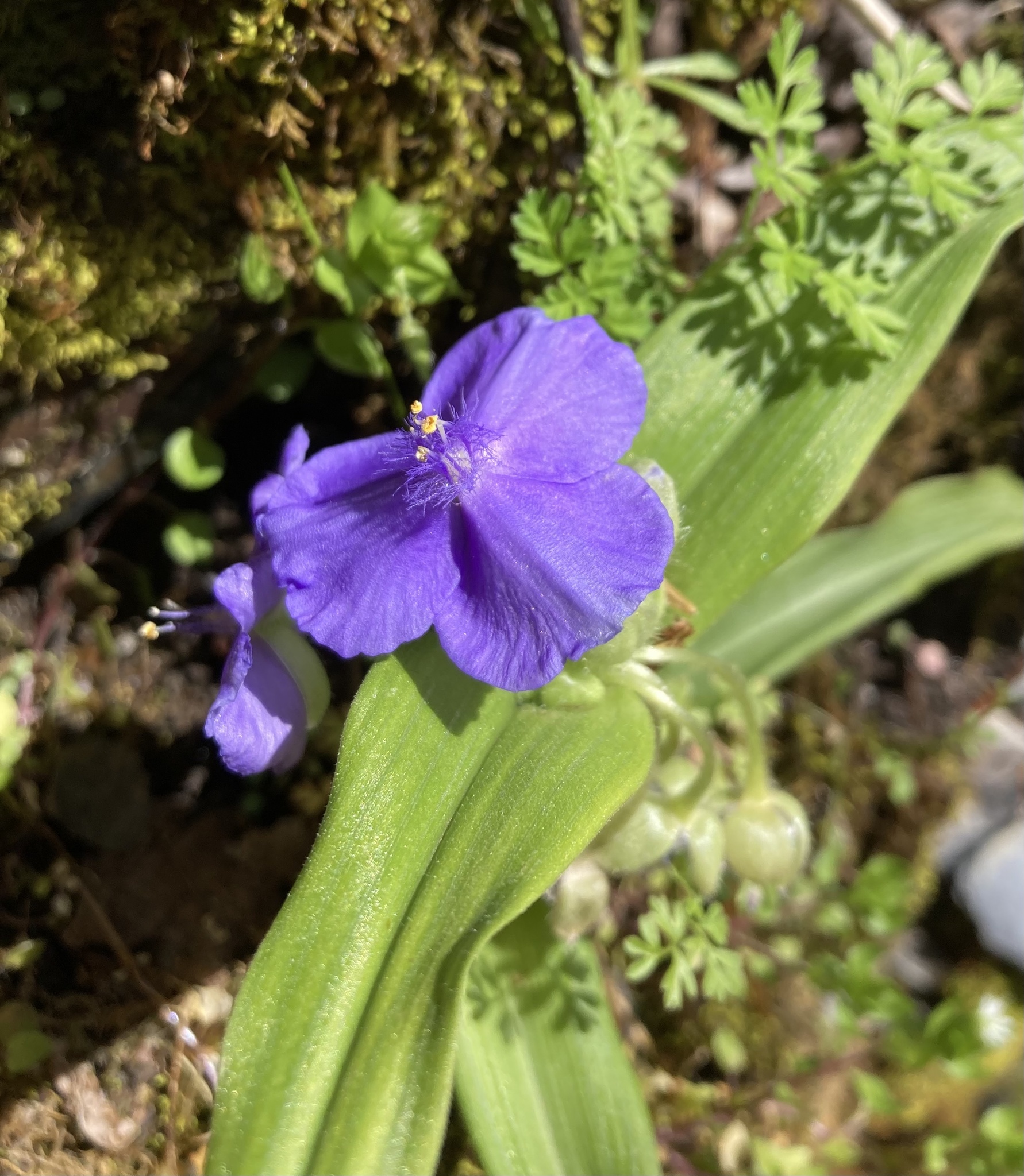 Tradescantia ernestiana