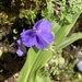 Ernest's Spiderwort - Photo (c) theo_witsell, some rights reserved (CC BY-NC), uploaded by theo_witsell