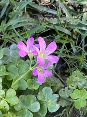 Oxalis debilis