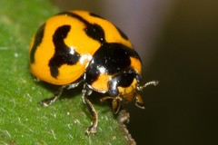 Coccinella repanda
