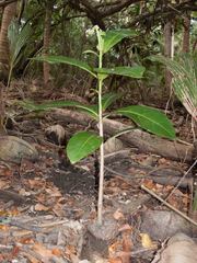 Barringtonia asiatica