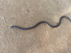 Oligodon octolineatus