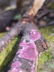 Byssomerulius psittacinus