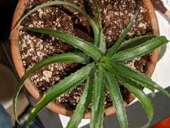 Ananas comosus microstachys