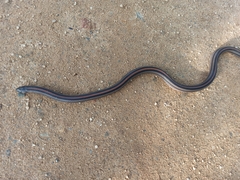 Oligodon octolineatus