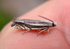 Eucosma striatana