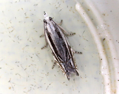 Eucosma striatana