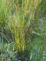 Juncus distegus