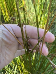 Juncus distegus