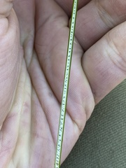 Juncus distegus