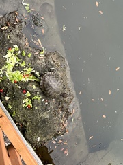 Trachemys scripta elegans