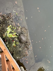 Trachemys scripta elegans