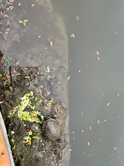 Trachemys scripta elegans