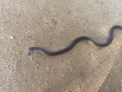 Oligodon octolineatus