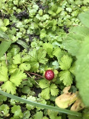 Potentilla hebiichigo