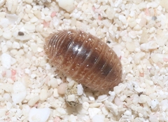 Leptotrichus panzerii