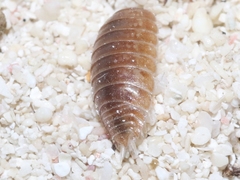 Leptotrichus panzerii