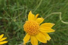 Arnica fulgens