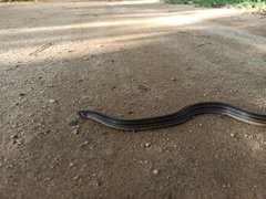 Oligodon octolineatus