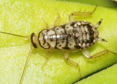 Aglaopteryx gemma